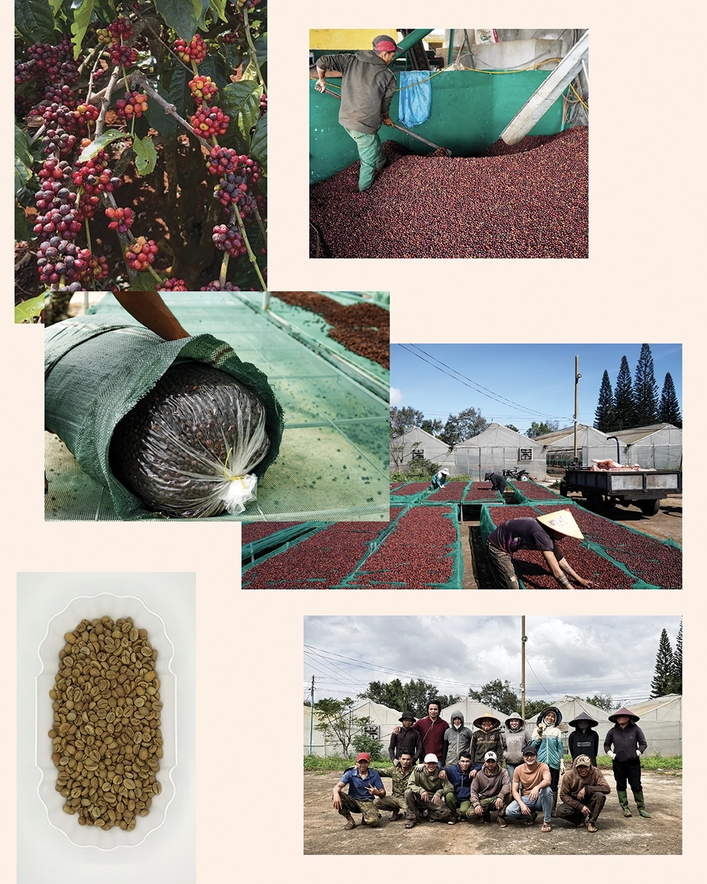 Rosè farm