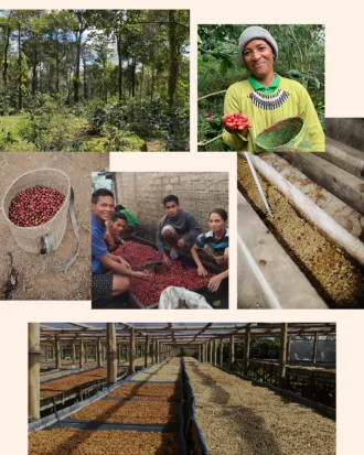 Manggarai farm indonesia naga coffee