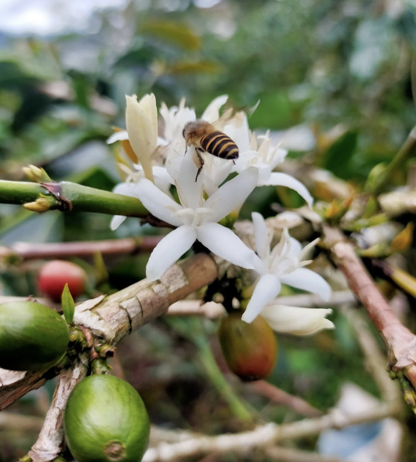 Coffee blossom and cherries