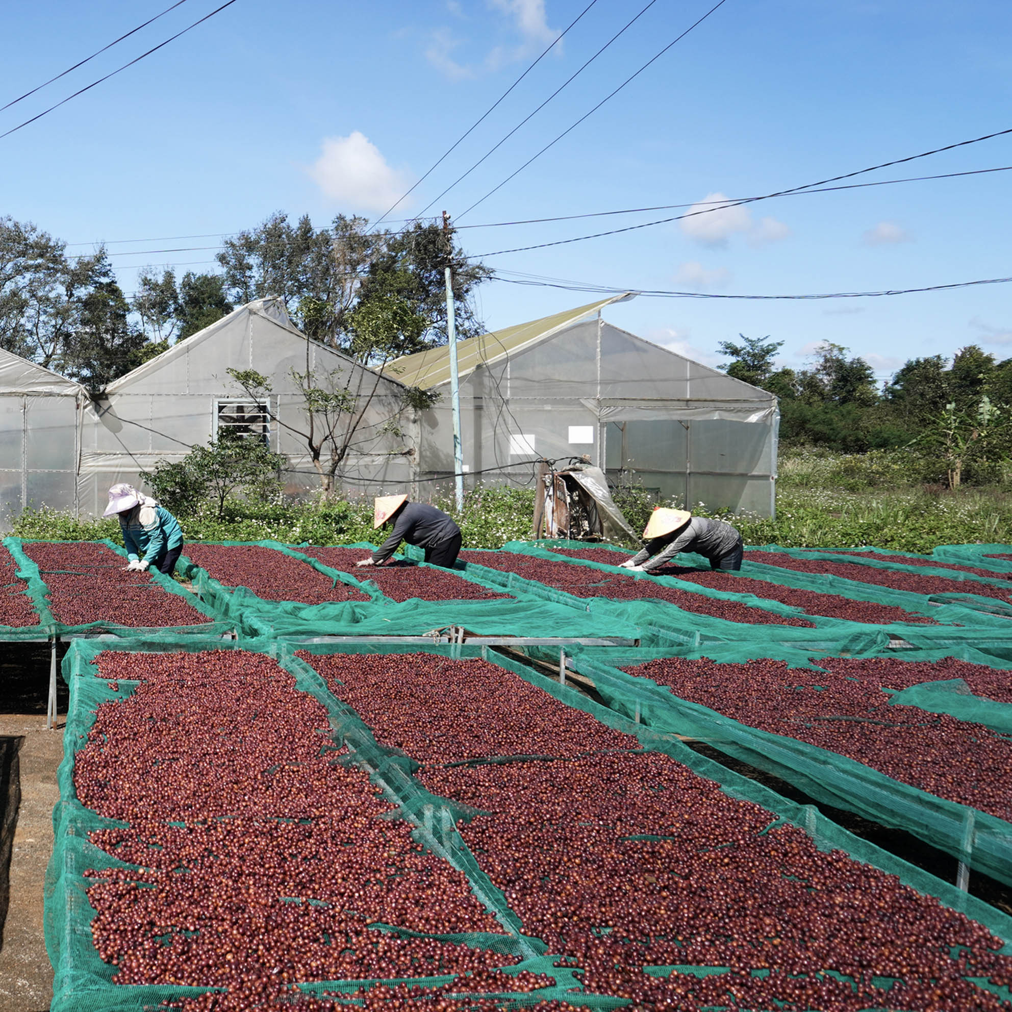 Farm