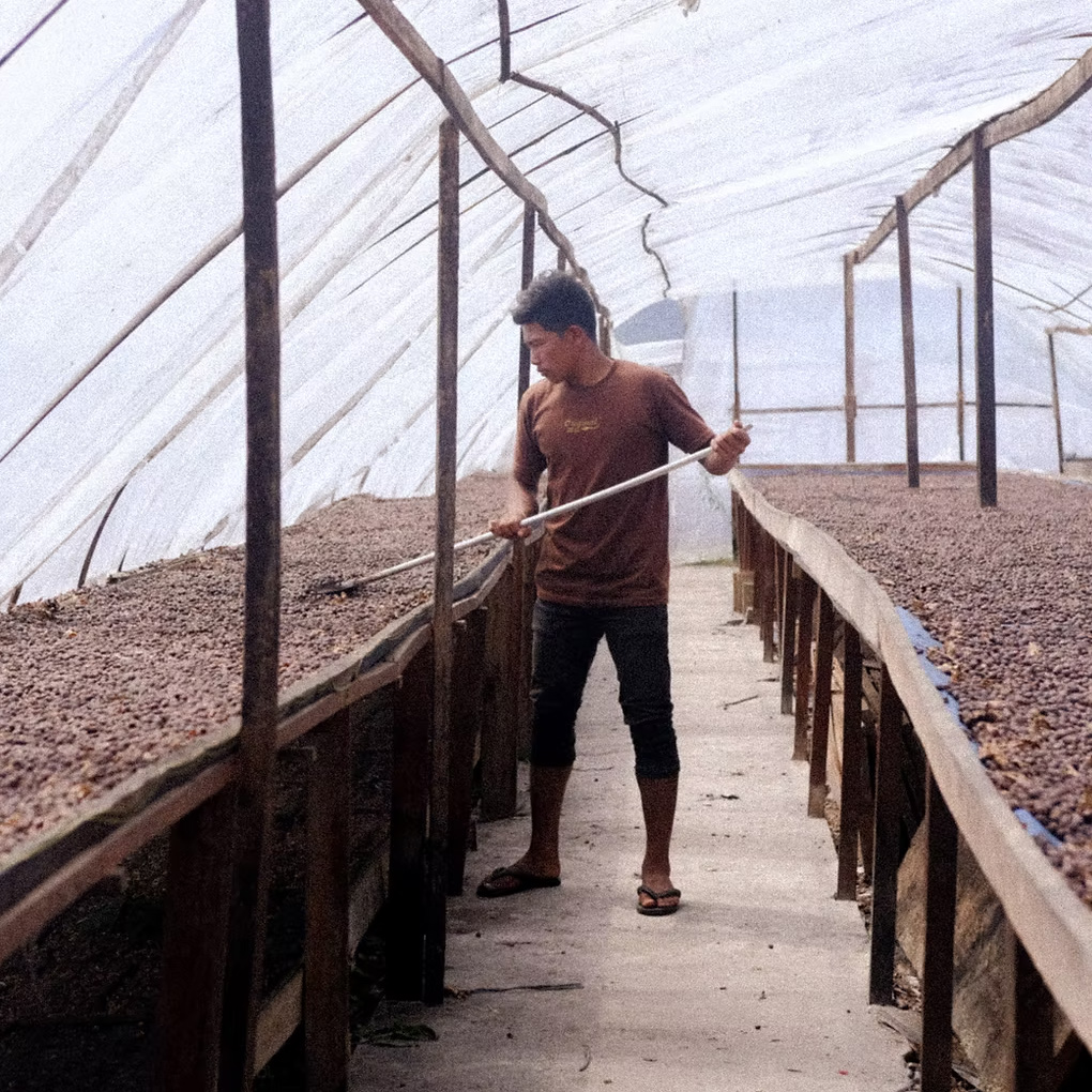 Drying beds under greenhouse tunnels