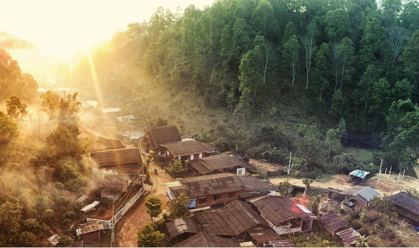 Wild forest-grown coffee