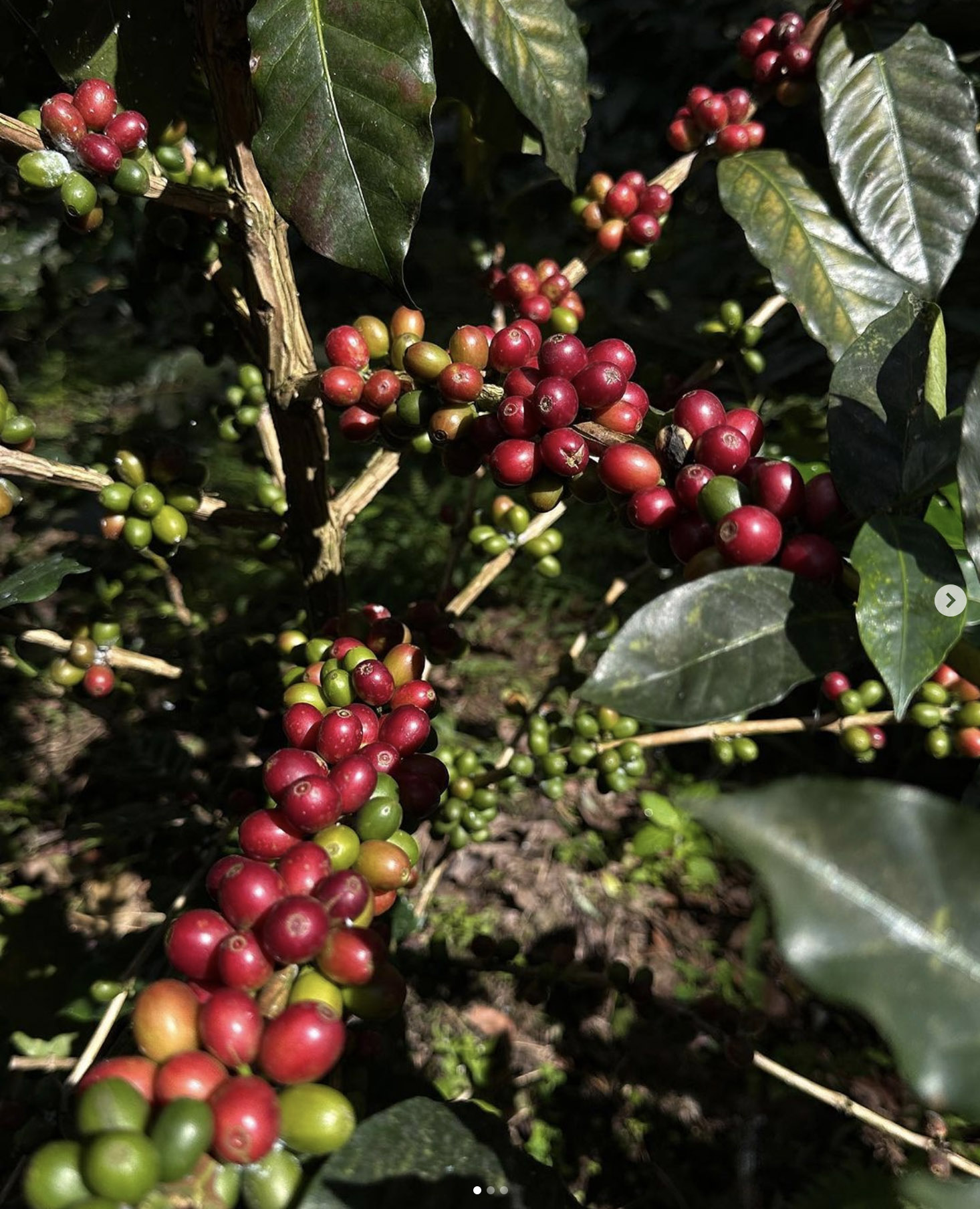 Arabica coffee cherries at different stages of ripeness, Sirinya Coffee, Thailand
