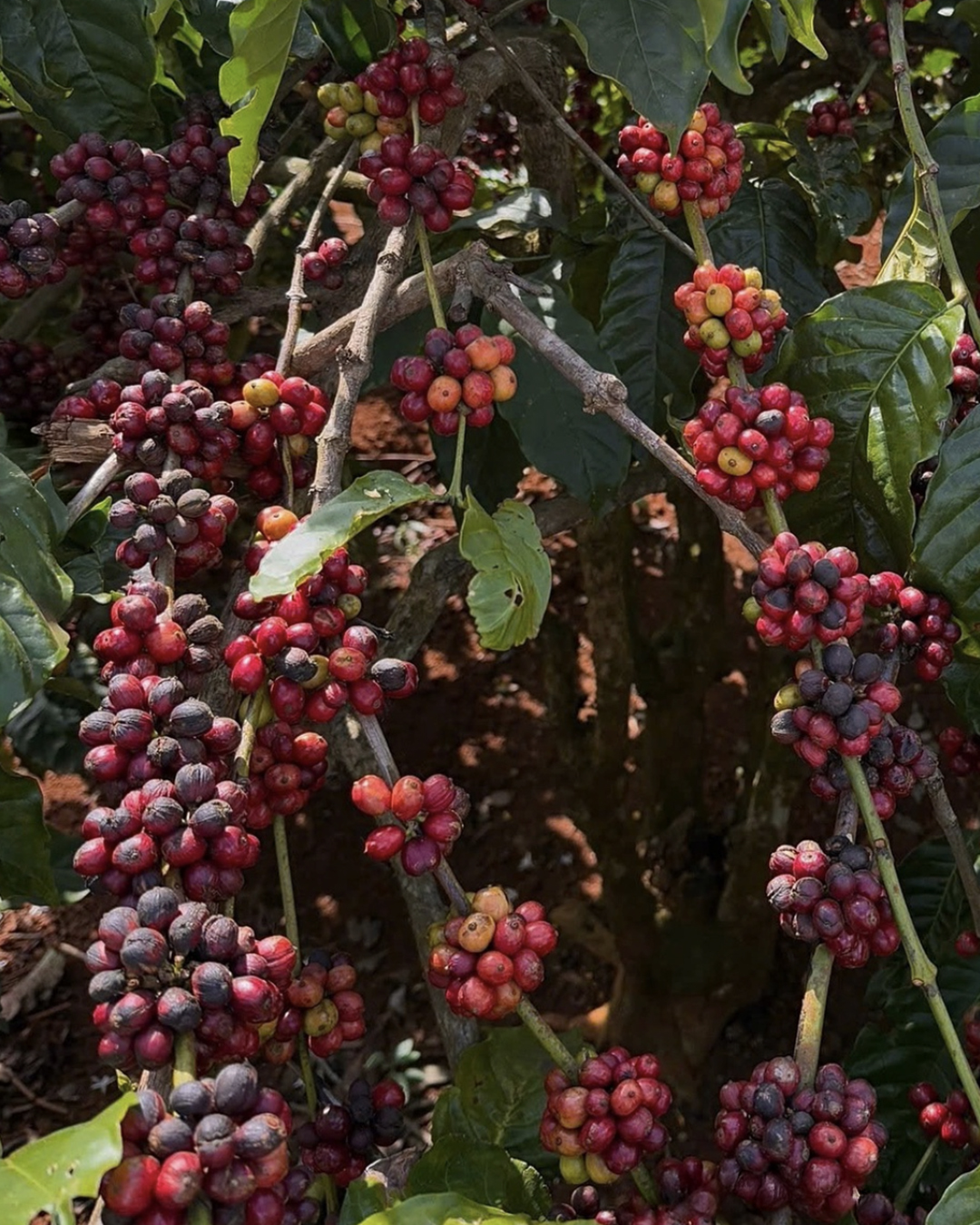 Ripe clusters of Robusta Se canephora cherries, Dak Lak, Vietnam
