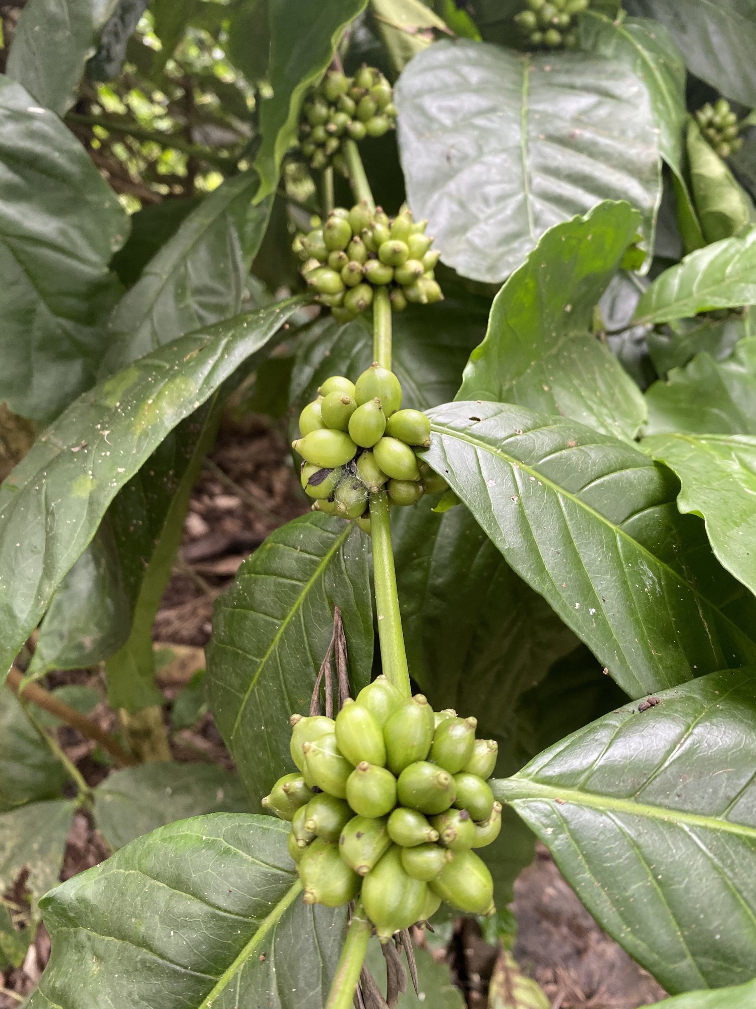 Clusters of green excelsa cherries, Mooleh Manay estate, India