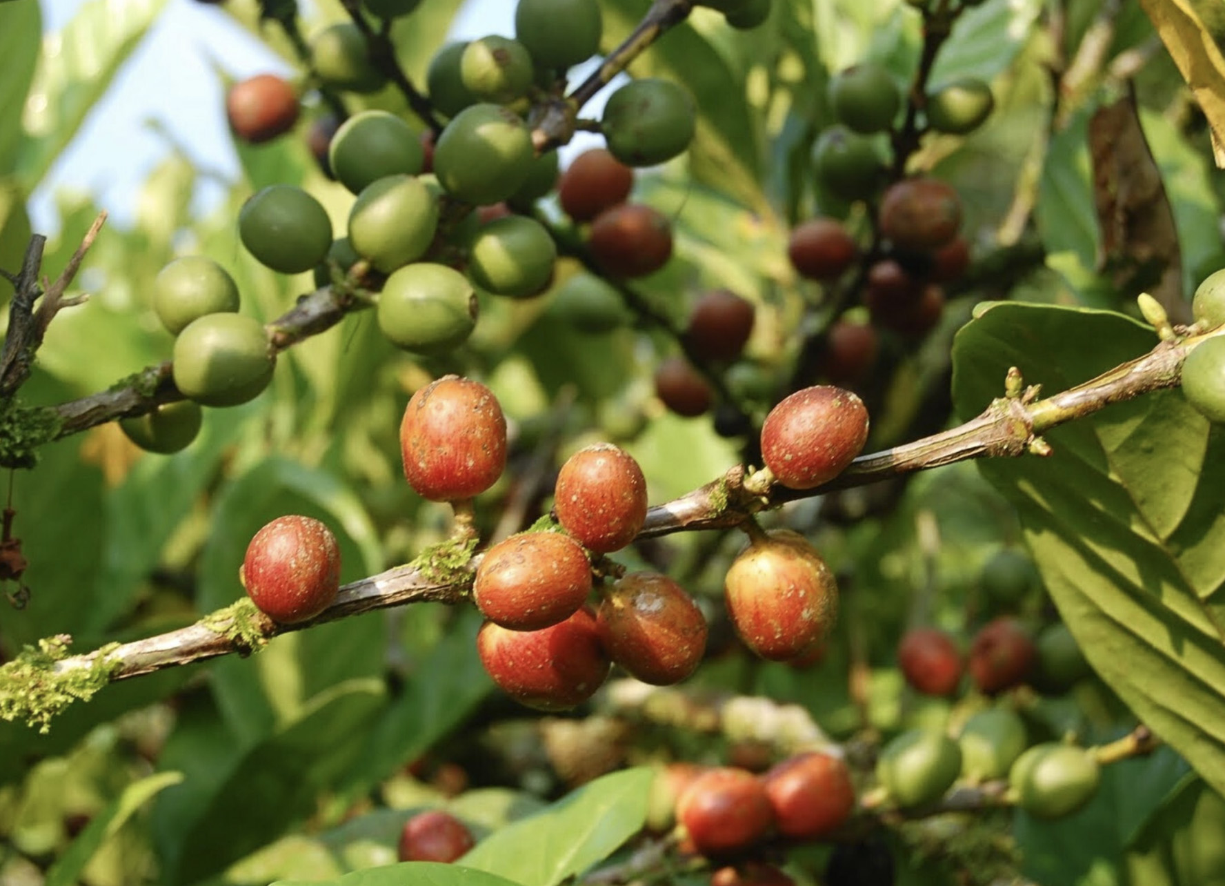 Ripening liberica coffee cherries on the branch